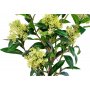 Kunstpflanze Skimmia-Baum - Grün