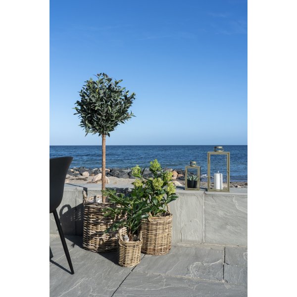 Kunstpflanze Skimmia-Baum - Grün