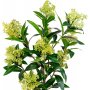 Kunstpflanze Skimmia-Baum - Grün