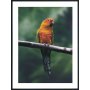 Posterworld - Motiv Papagei - 70x100 cm
