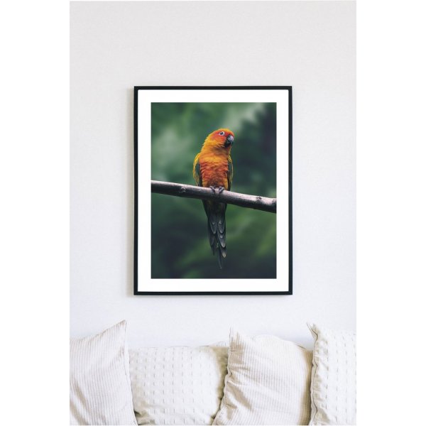 Posterworld - Motiv Papagei - 70x100 cm